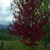 Dark Red with Greens