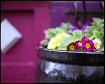 Sort of Violet