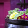 Sort of Violet