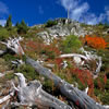 View on Flora Lake Trail