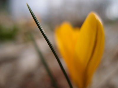 Crocus Close Up