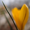 Crocus Close Up