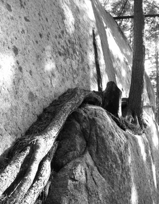 Nature's Cross