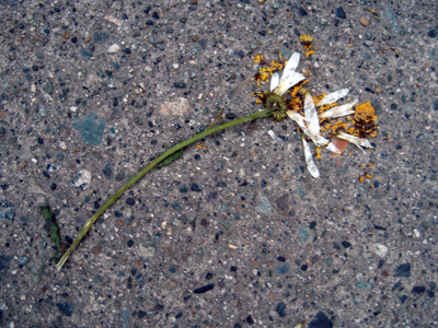 Pressed on Concrete