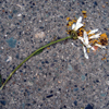 Pressed on Concrete