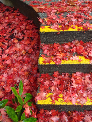 Stairs Covered in Red I