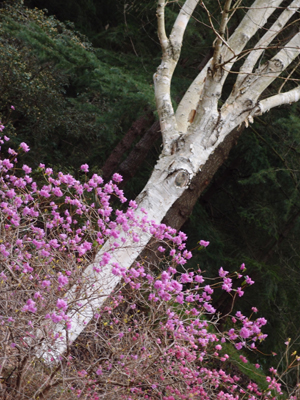 Rhododendron and Birch Tree
