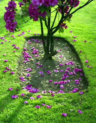 Falling Rhododendron Flowers 