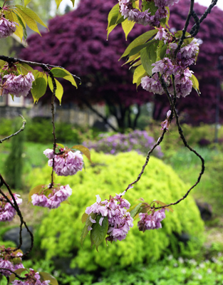 Spring at Deer Lake I
