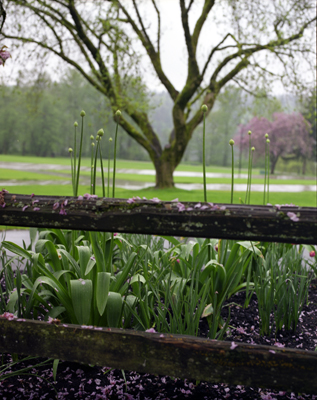 Spring at Deer Lake II