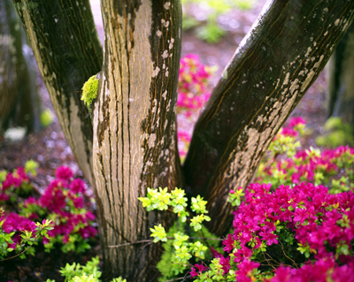 Spring at Deer Lake III