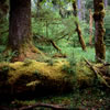 Upper Chilliwack River Trail