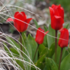 Touching of Tulips