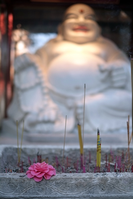 Buddha with Camelia