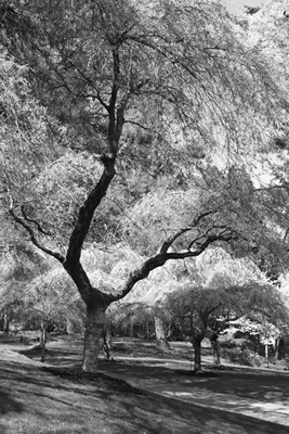 Cherry Blossom I
