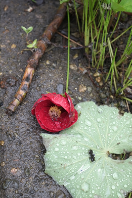 Fallen Red Poppy