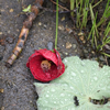 Fallen Red Poppy