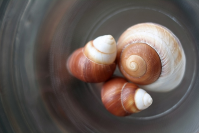 Shell II