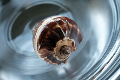 Shell III