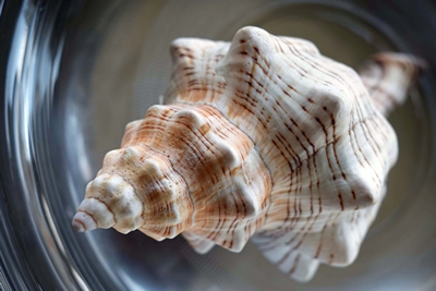 Shell VI