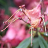 Spider in Disguise
