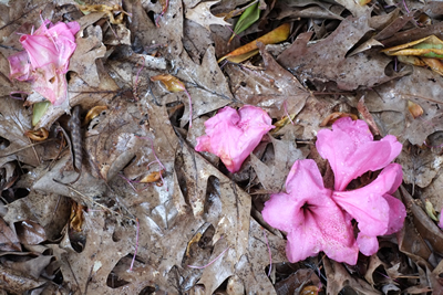 The Colors of a Cycle