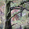 Taxodium in Full