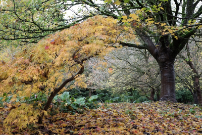 Unison in Fall