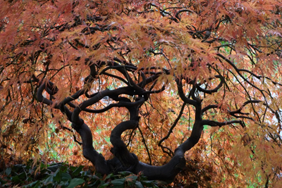 Tangled Maple