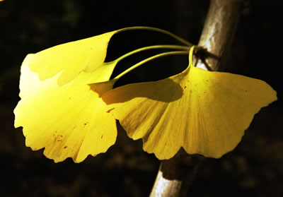Gingko