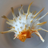 Shell 21