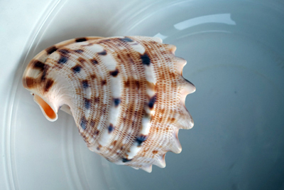 Shell 24