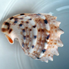 Shell 24