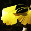 Gingko