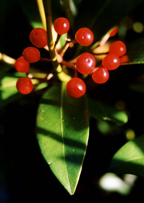 Holly Tree (Ilex Aquifolium Heterophylla)