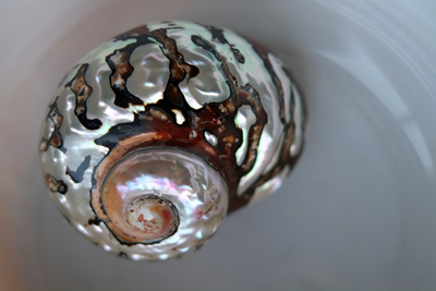 Shell 25