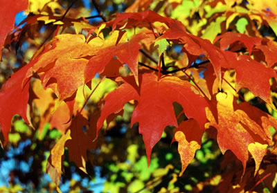 Norway Maple 1 (Acer Platanoides)