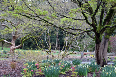 Spring Tales 01