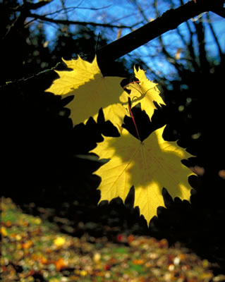 Norway Maple 2 (Acer Platanoides)