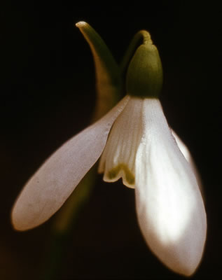 Snowdrop
