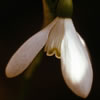 Snowdrop