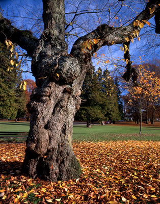Old Cherry Tree in Fall 2