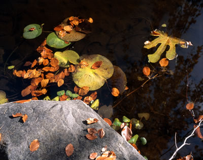 Van Dusen Botanical Garden 1