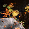 Van Dusen Botanical Garden 1