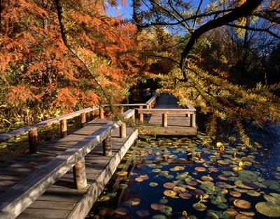 Southern Bald Cypress Trees