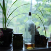 Winepress House Window