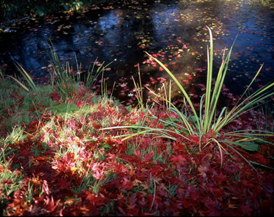 Van Dusen Botanical Garden 4