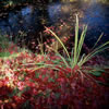 Van Dusen Botanical Garden 4