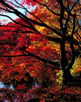 Japanese Maple Trees in Fall Colors 1